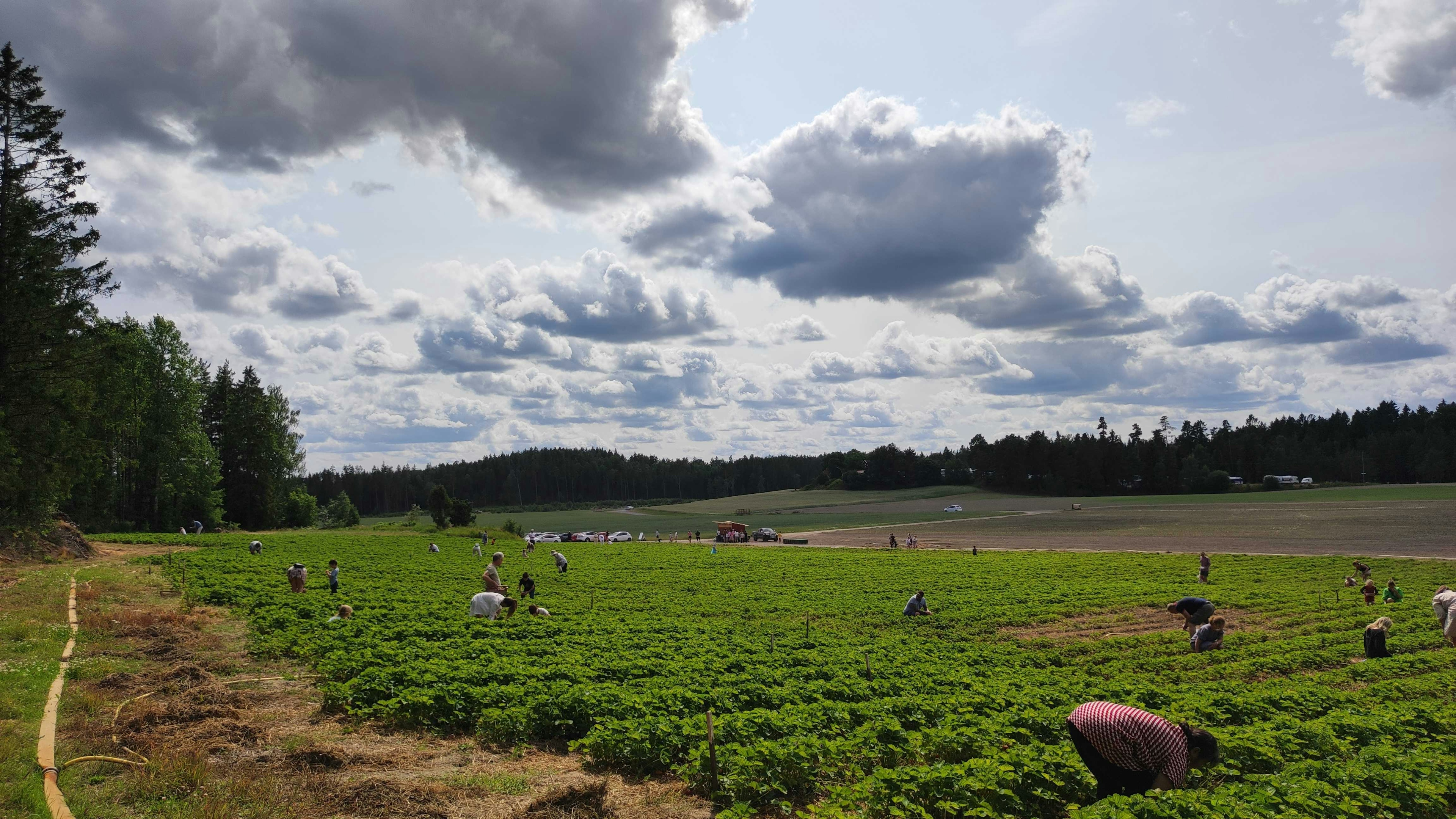 Photo: Sweden Herald - Römora strawberry field
