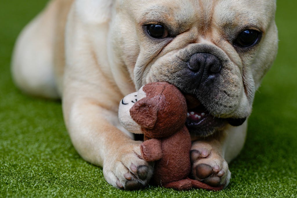 Stricter requirements for breeding with brachycephalic dogs