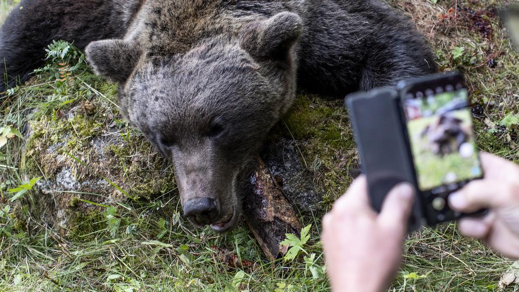 426 bears have been shot in the country so far