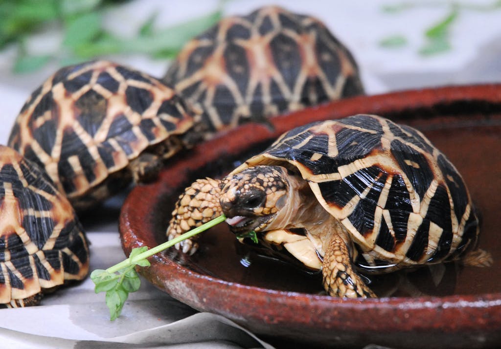 Hundreds of Turtles Saved in Malaysia