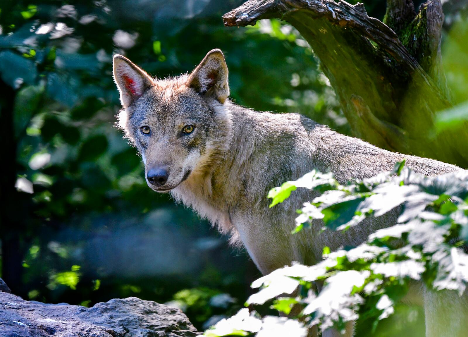 Pony killed by wolf