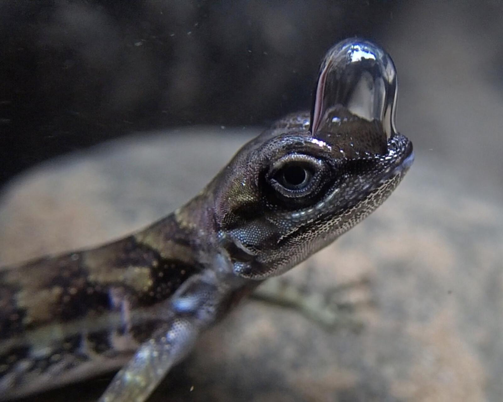 Air Bubble on the Nose Saves the Lizard