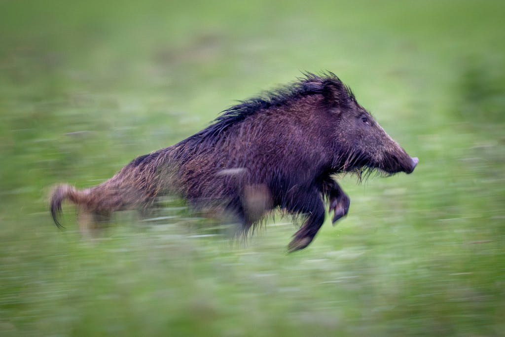 More Wild Boars Mean More Accidents