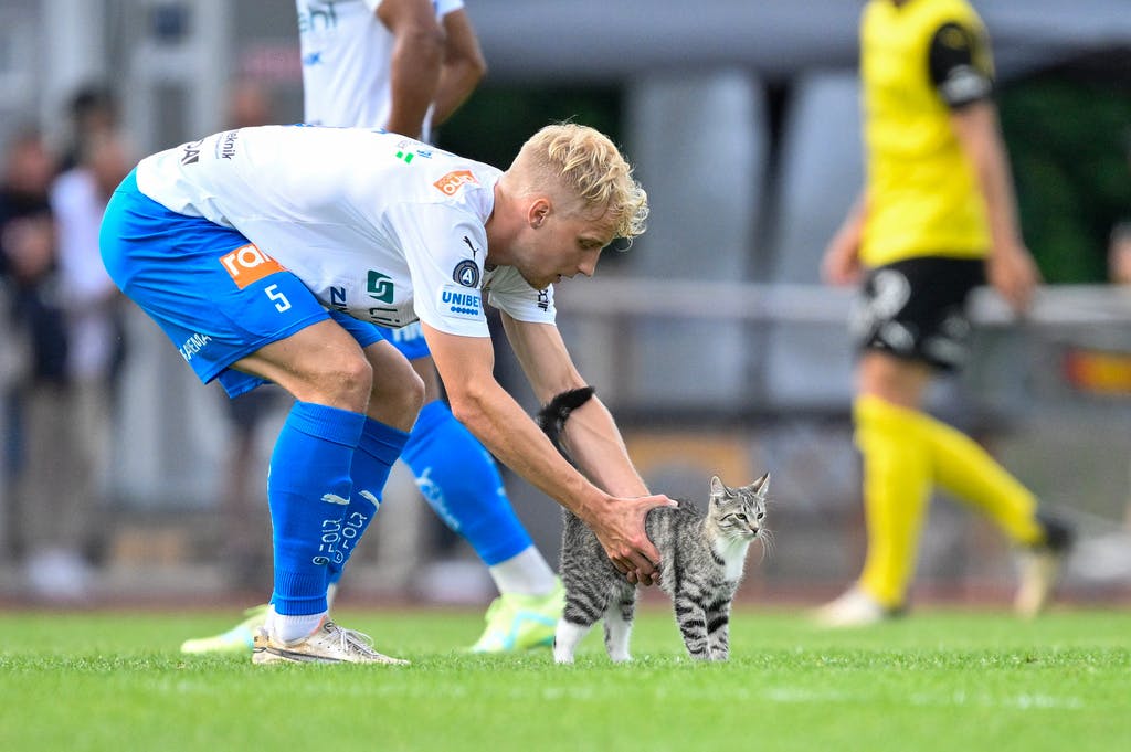 The Cat, too – Värnamo Cannot Win at Home