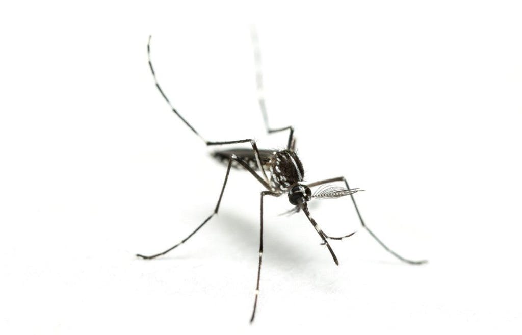 Tropical mosquito-borne diseases could reach Sweden