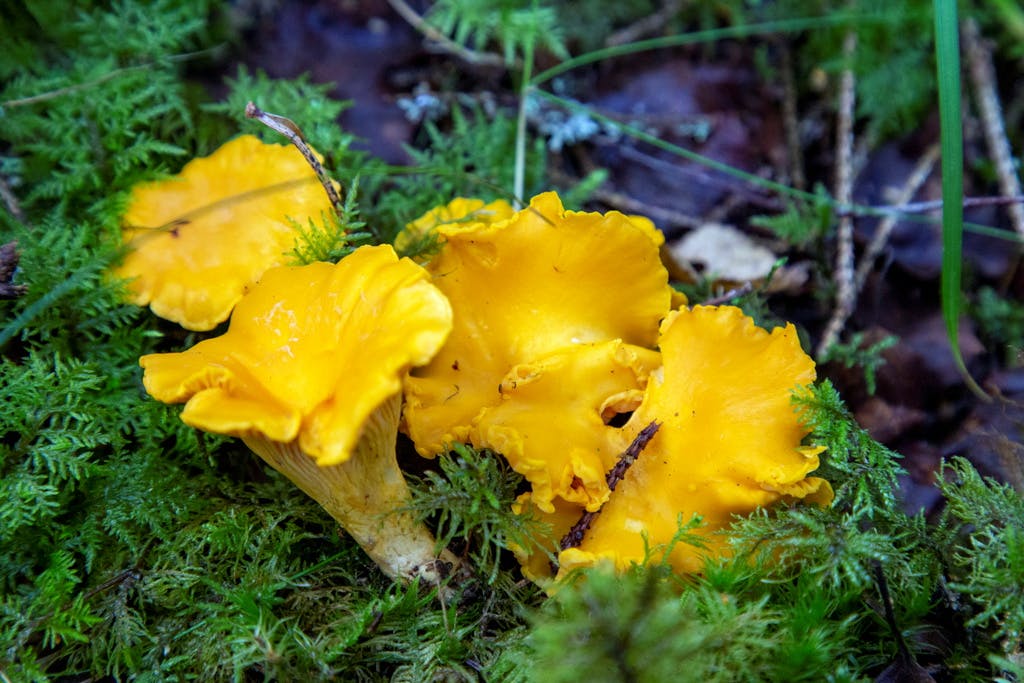 Summer Chanterelles: When and Where Can You Find Them?