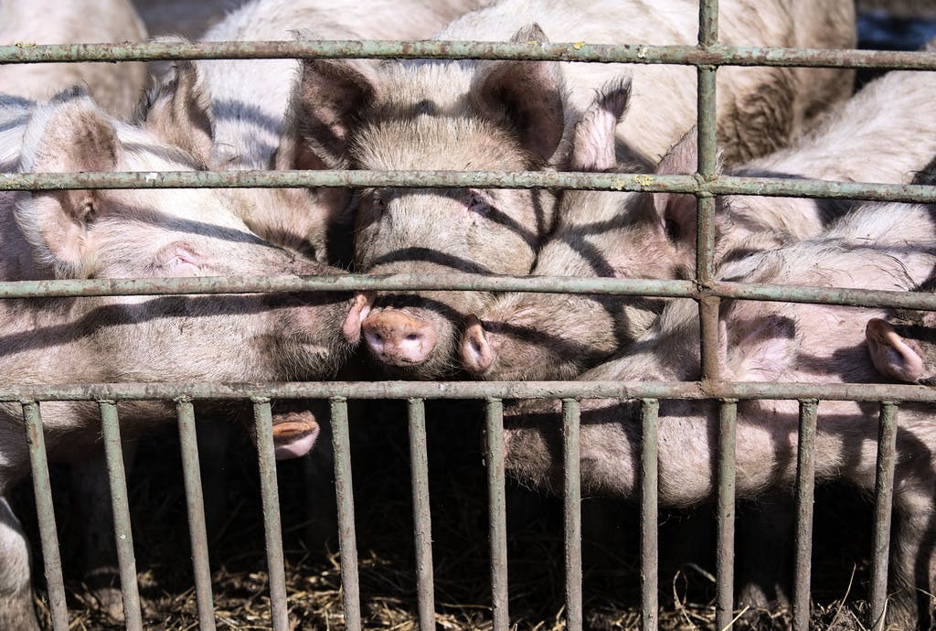 China to investigate pork trade with EU