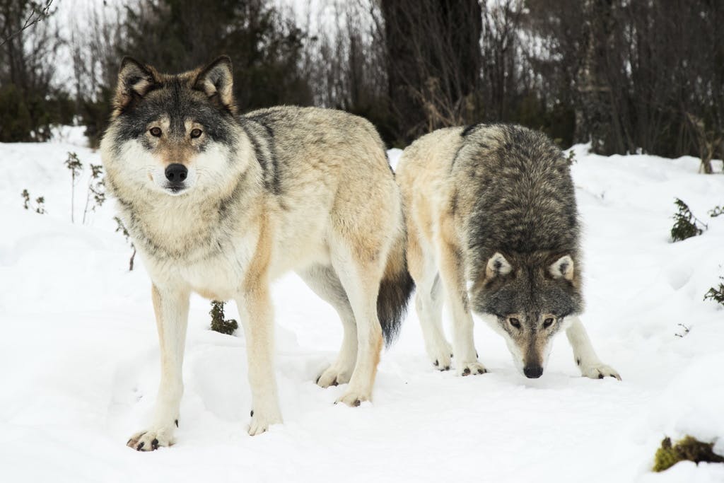 The wolf pack in Sweden is decreasing