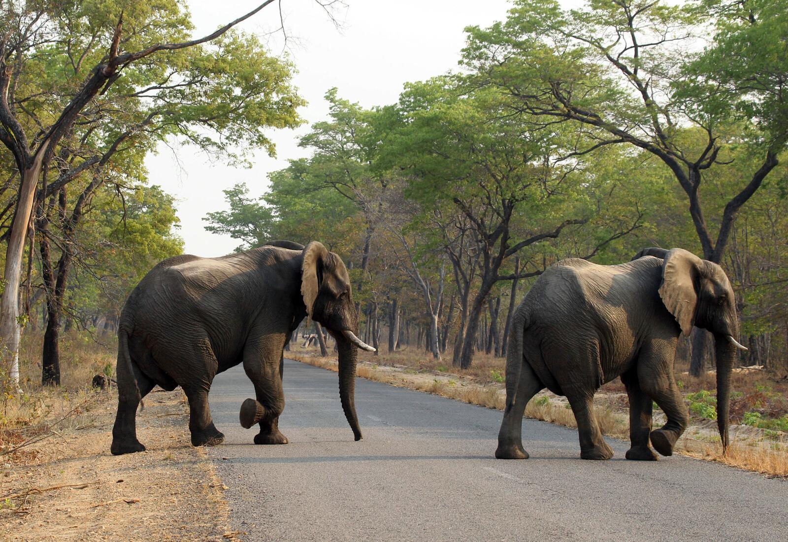 Zimbabwe to cull 200 elephants