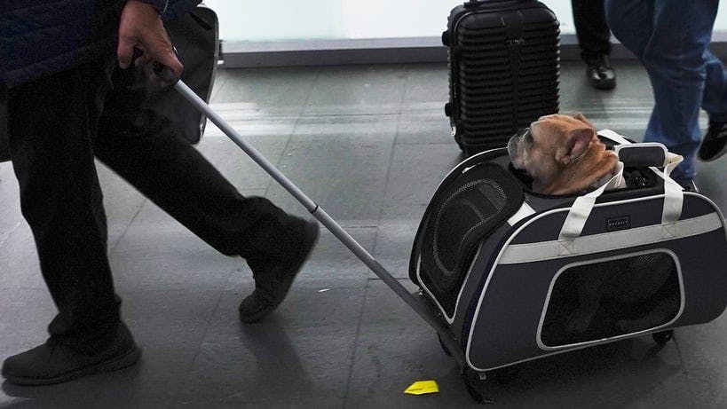 Traveling with a Dog – This Is What You Should Think About