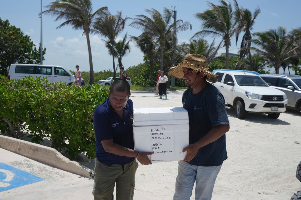 Mexico evacuates sea turtle eggs ahead of the hurricane