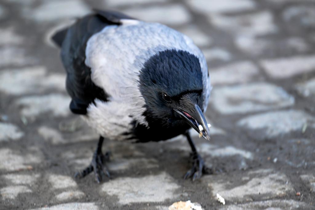 Crow stopped train traffic