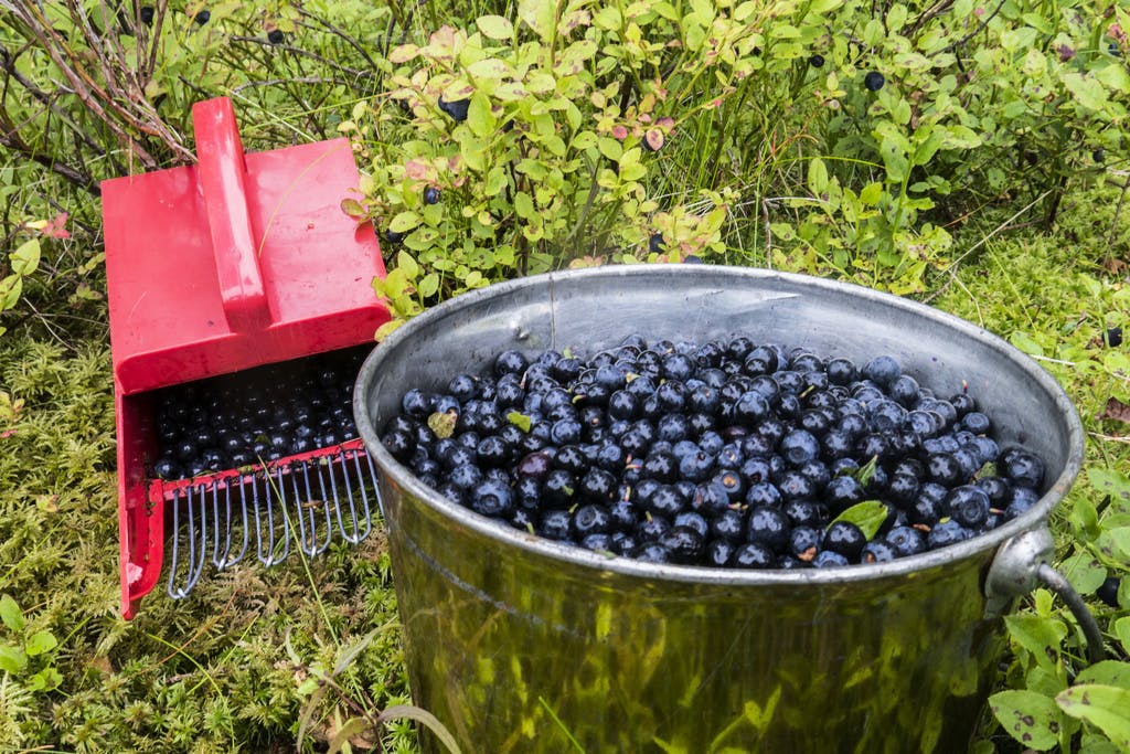 Over 1,000 berry pickers were refused - decision overturned