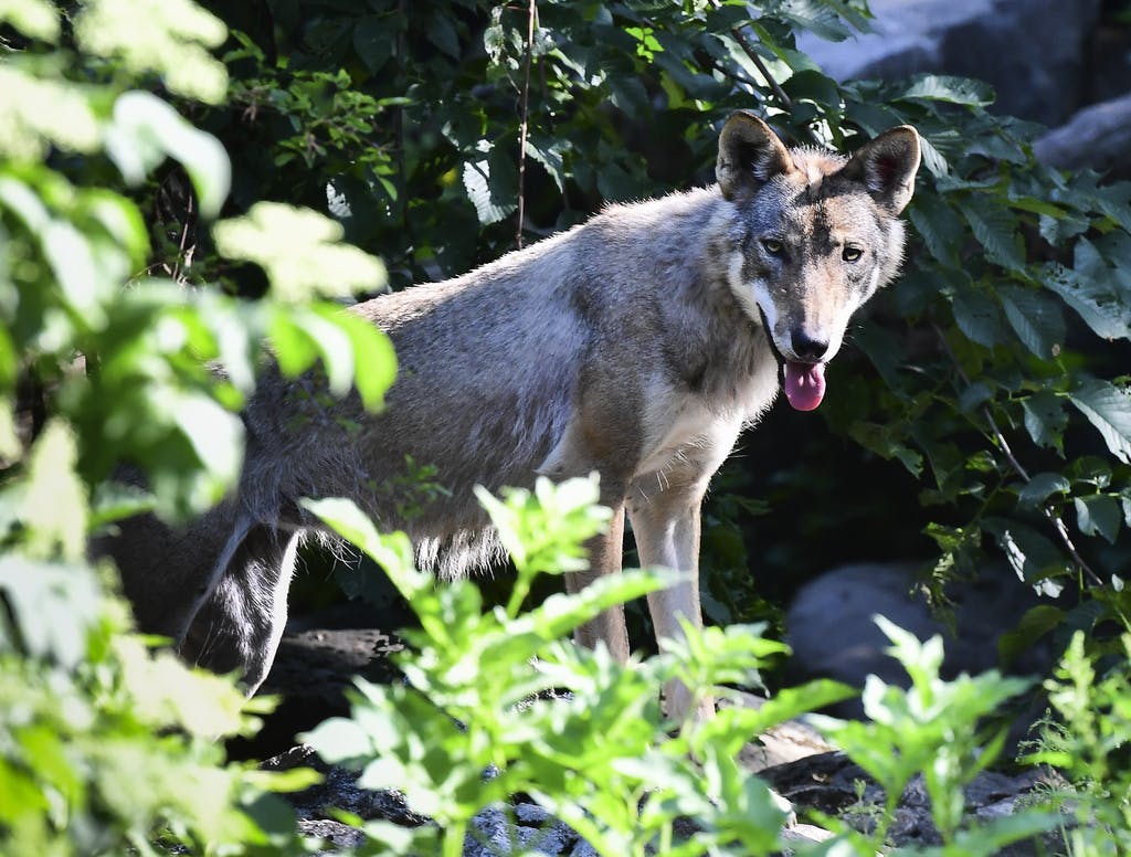 Wolf Distribution Settled – After Dispute Between Counties