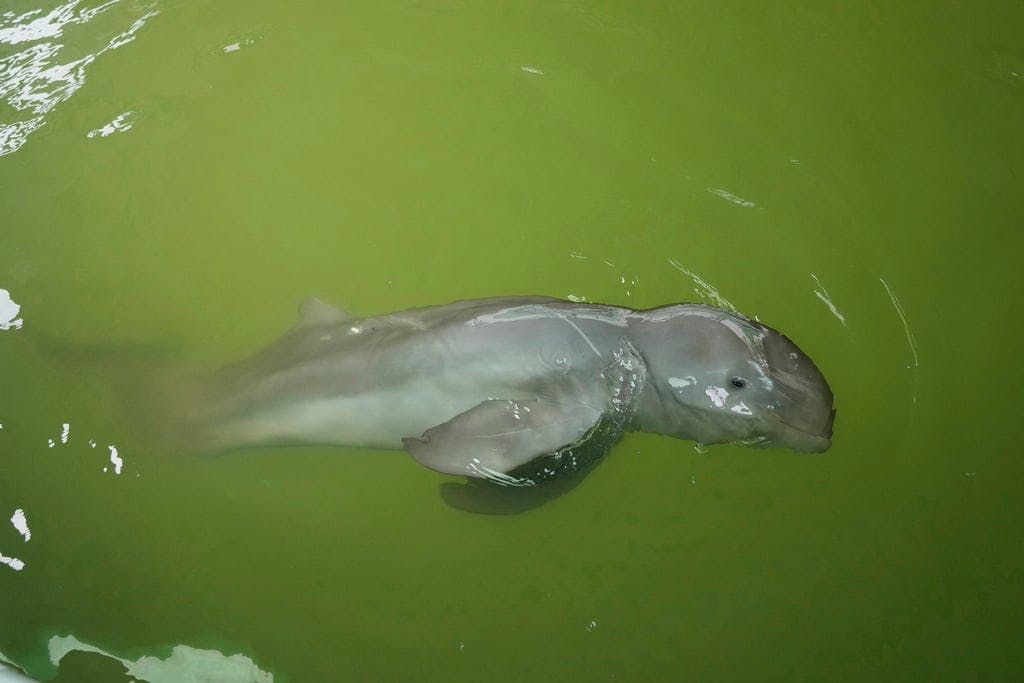 New hope for threatened dolphins