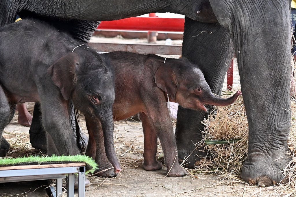 Rare Elephant Birth: Mother Attacks Twin