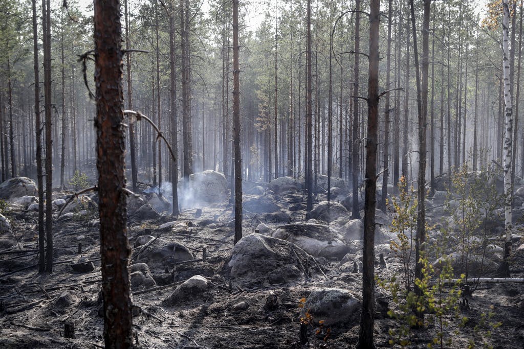 Met Office: High risk of forest fires