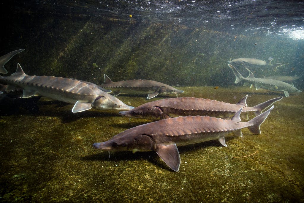 Ancient giant fish makes comeback in Swedish river