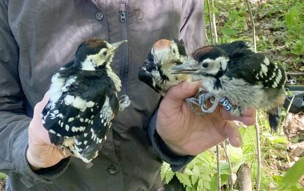Restored deciduous forest boosts threatened white-backed woodpecker