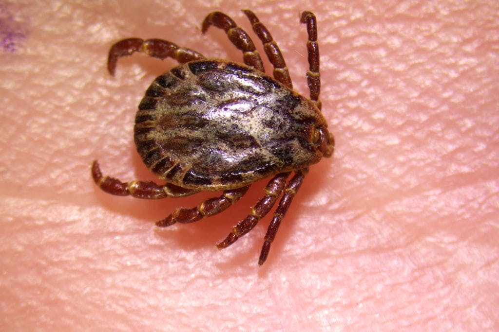 New tick species arrives from travel – how dangerous is it?