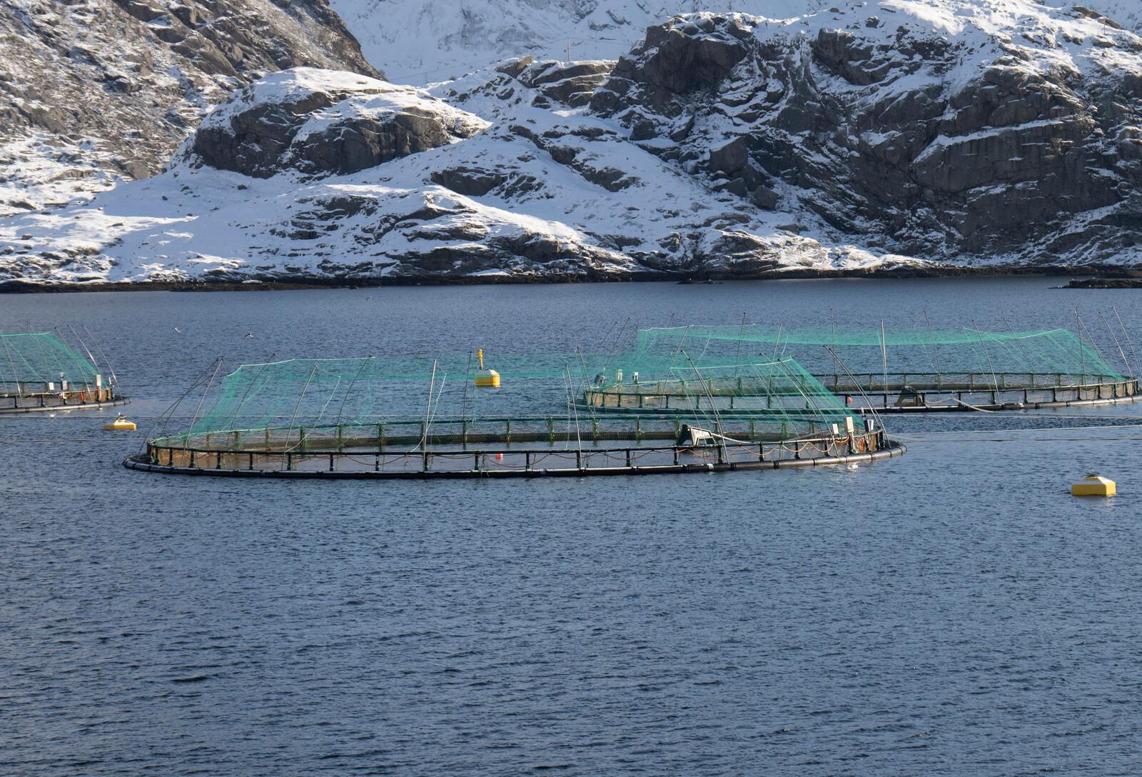 Salmon Lice Invasion at Norwegian Salmon Farms