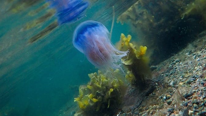 Blue Jellyfish Back on the West Coast