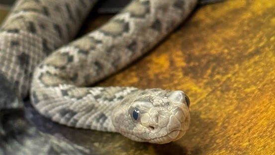 Acutely Endangered Snake Born in Gothenburg