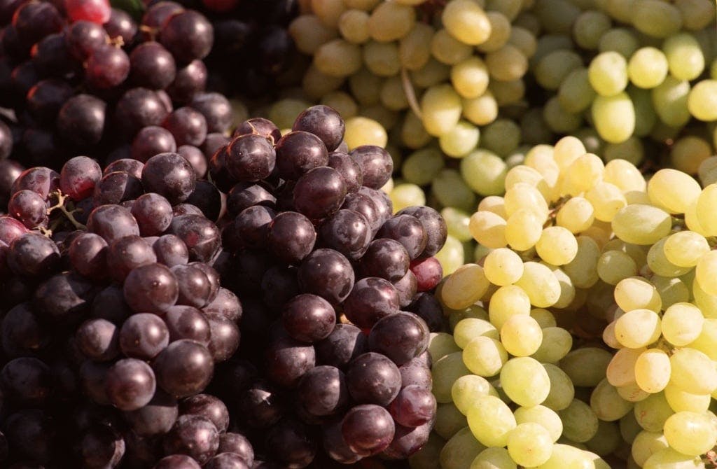 Grapes won due to the dinosaurs' death