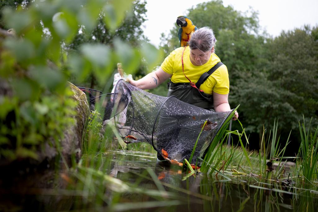 She has saved hundreds of dumped goldfish