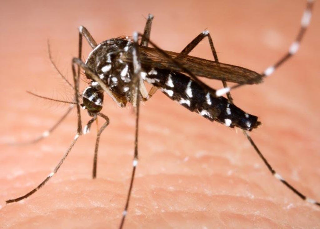 Hazardous Mosquito Patches Sold in Sweden