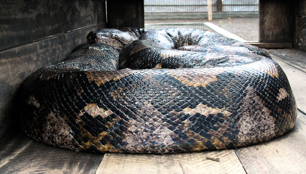 Woman Found Dead in the Stomach of a Python