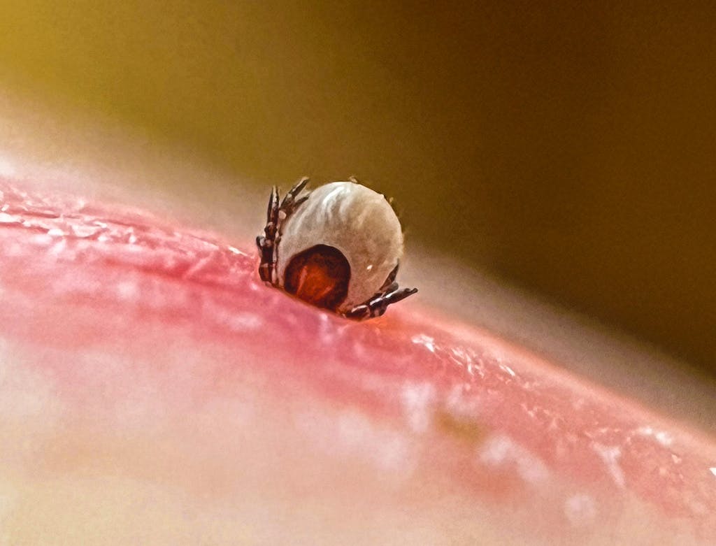 Deadly tick may become more common in Sweden