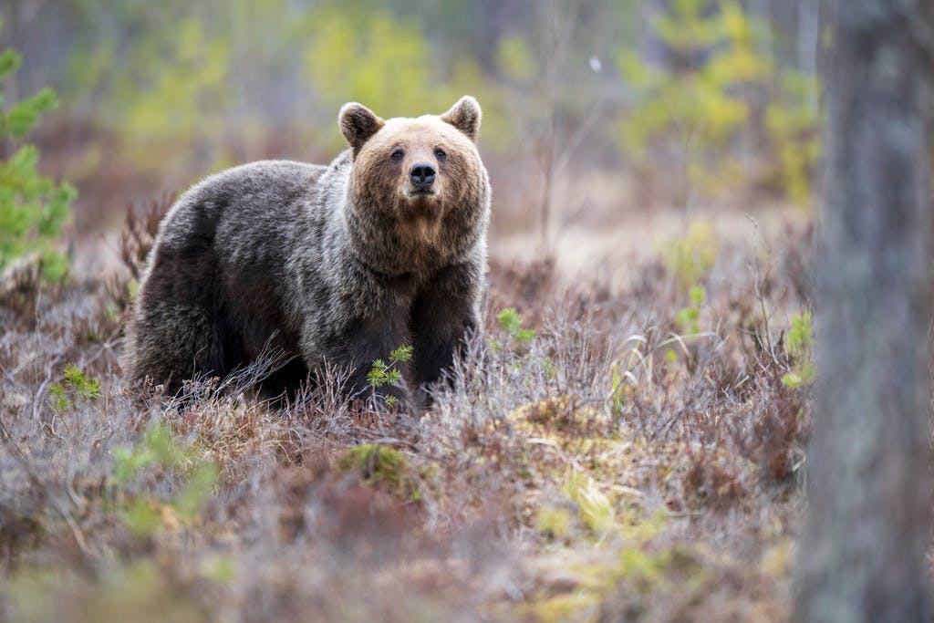 The Public Urged to Collect Bear Droppings