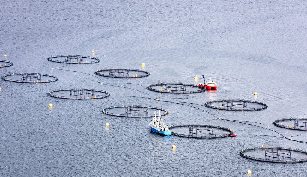 Norwegian Billion-Kronor Blow as Salmon Exports Plummet
