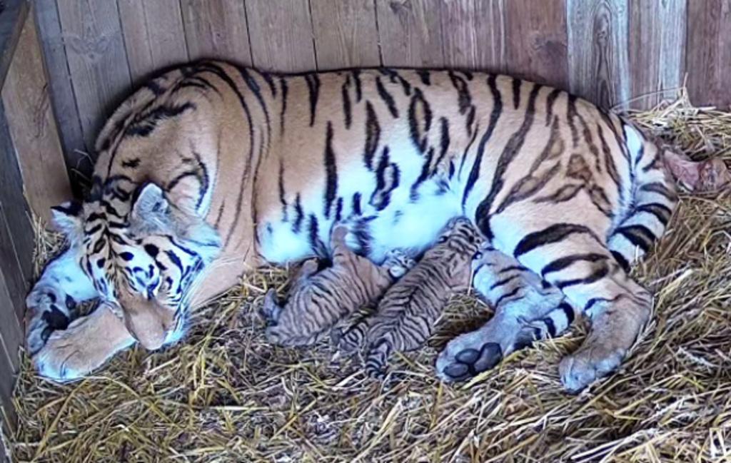 Tiger cubs born at Nordens Ark: "A bit unusual"