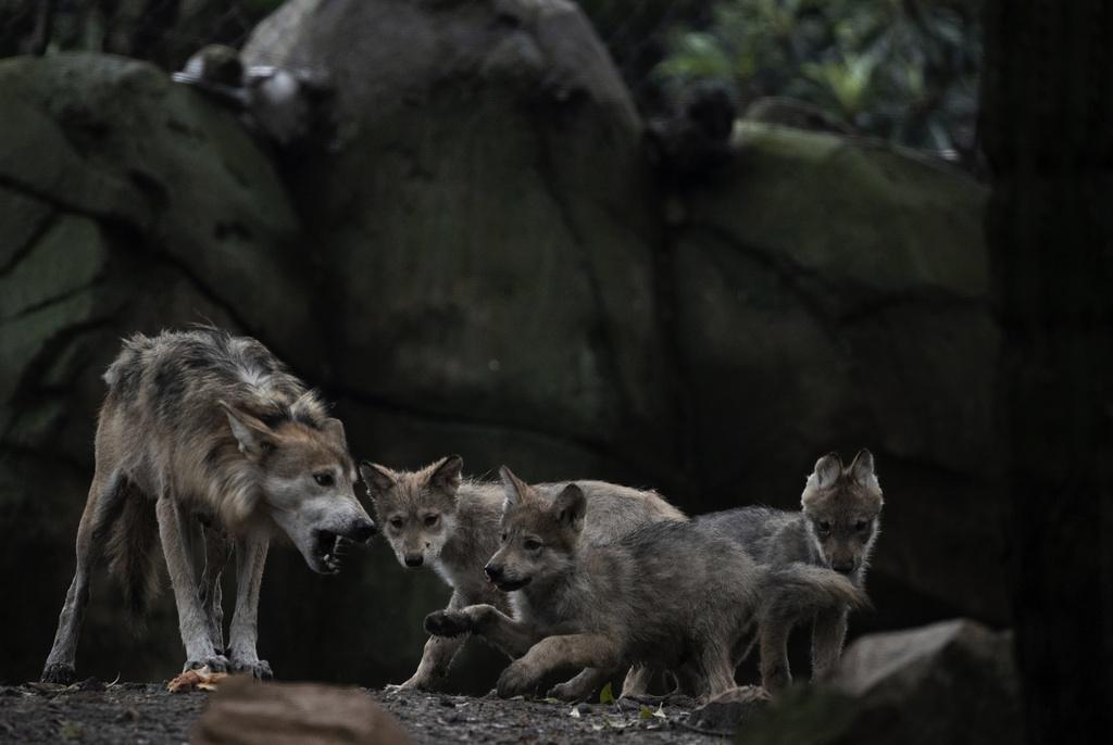 Panic in India: Children Killed by "Killer Wolves"