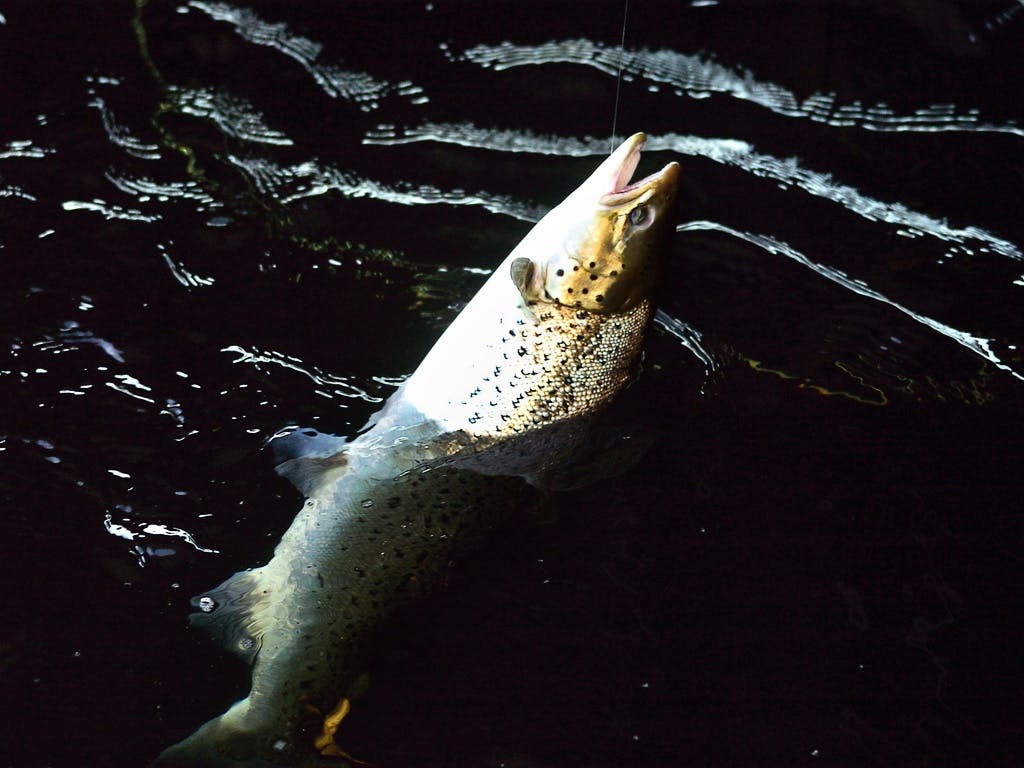Catastrophic Situation for Wild Salmon – New Fishing Ban