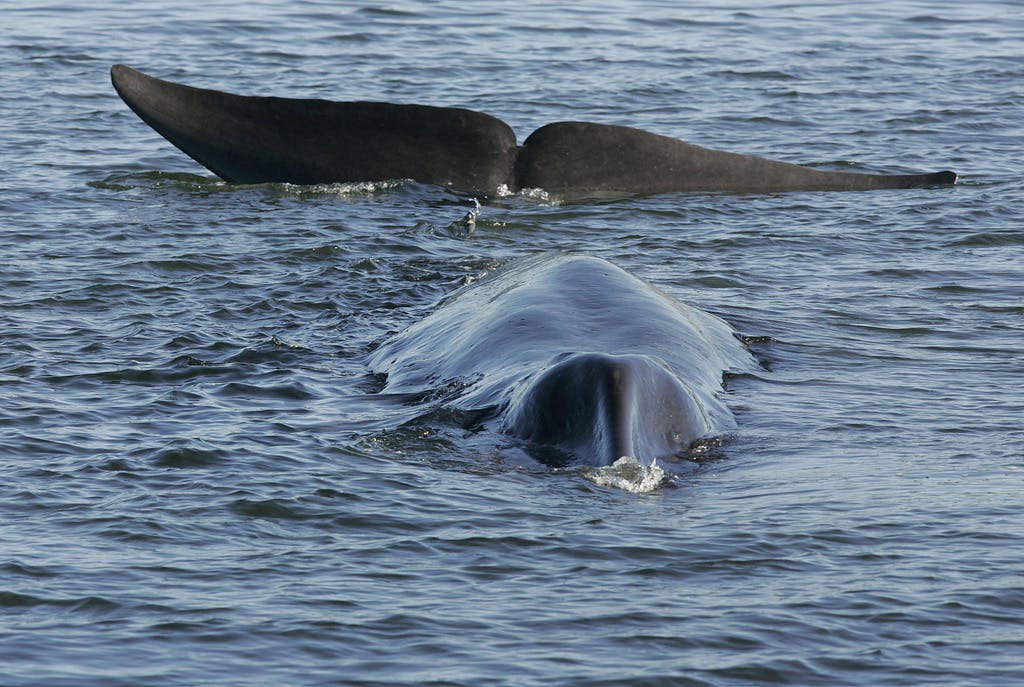 Iceland's hunt for whales continues