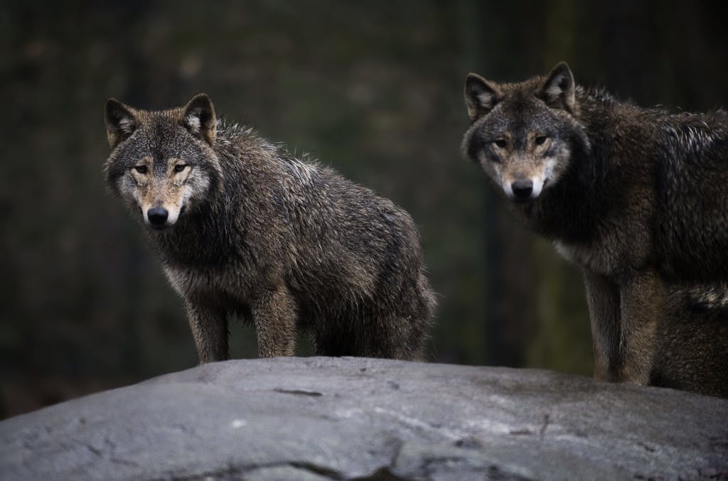 Runner attacked by wolves in French wildlife park