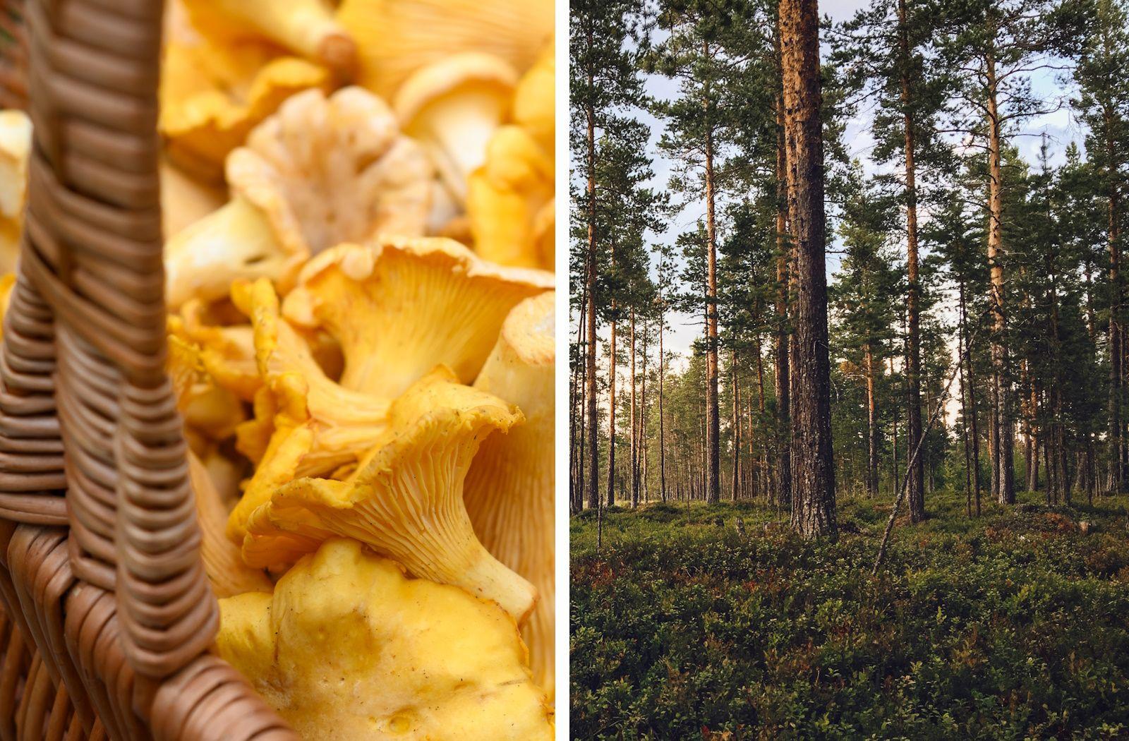 Sweden forest chantarelle