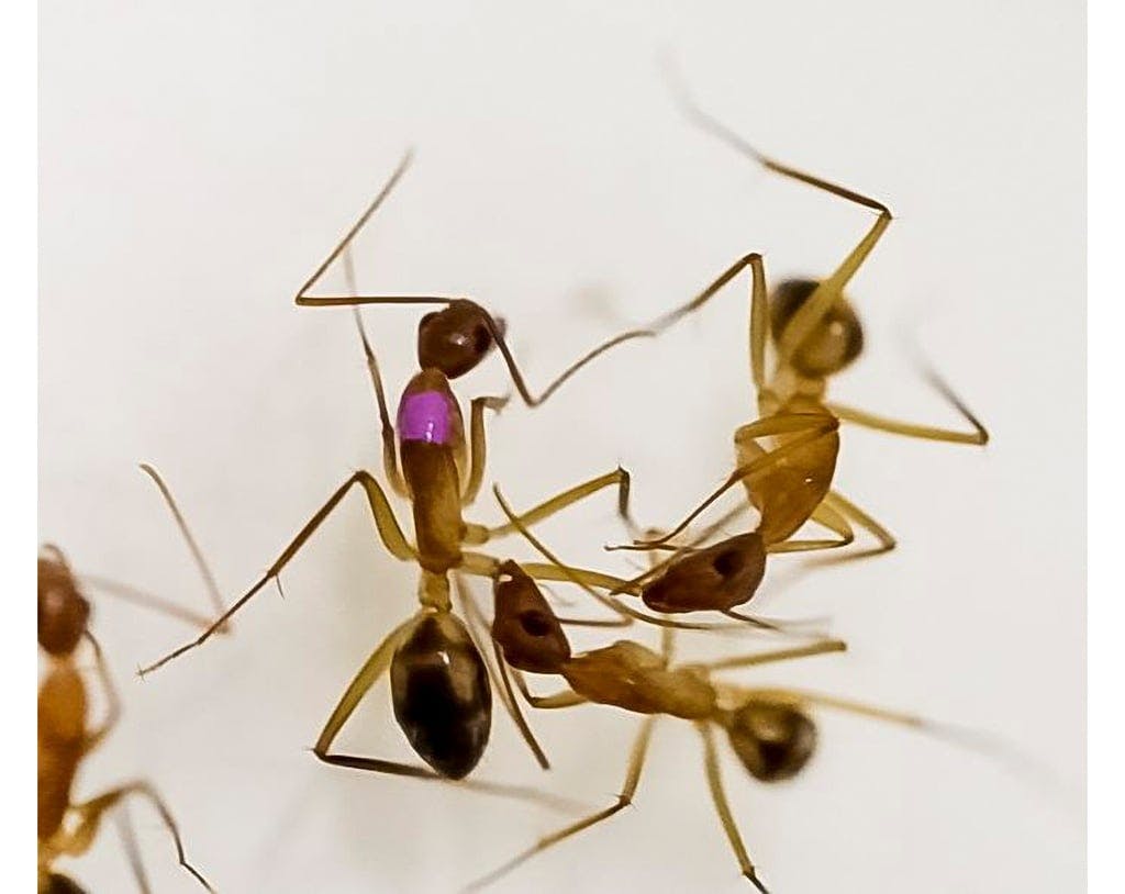 Ants can perform advanced surgery