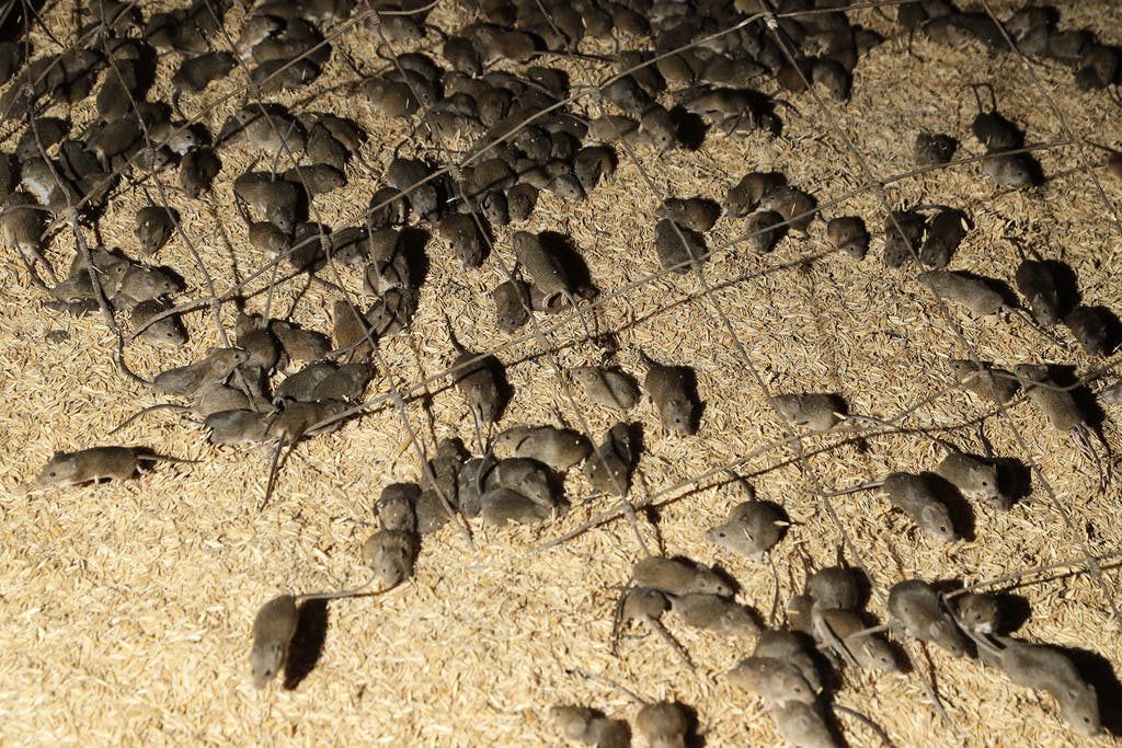 Killed hundreds of mice – did not break the law