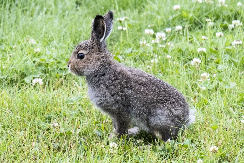 Record year for tularemia last year