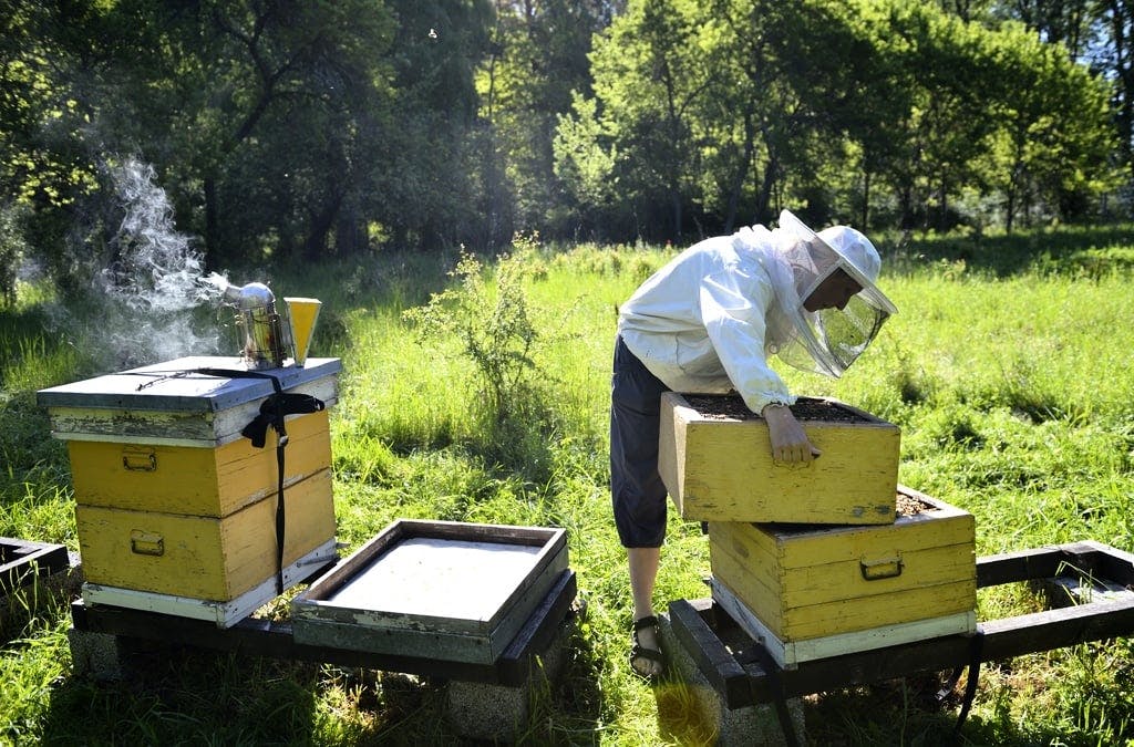 Invasive wasp worries beekeepers