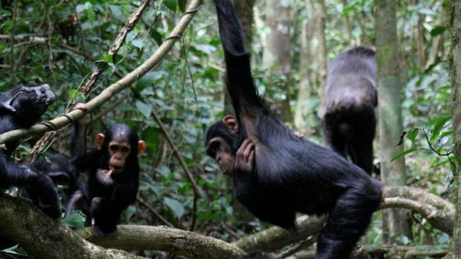 Chimpanzees gesture when they chat