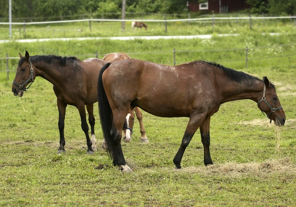 Horse shot in meadow - "odd errand"
