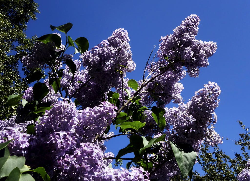 Invasive Lilac - More Benefit than Problem