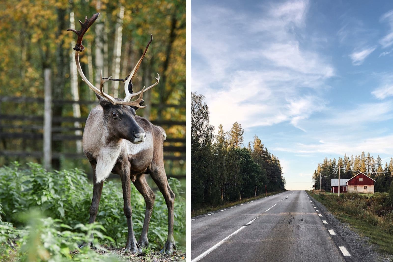 Be aware of wildlife on the roads during autumn and winter