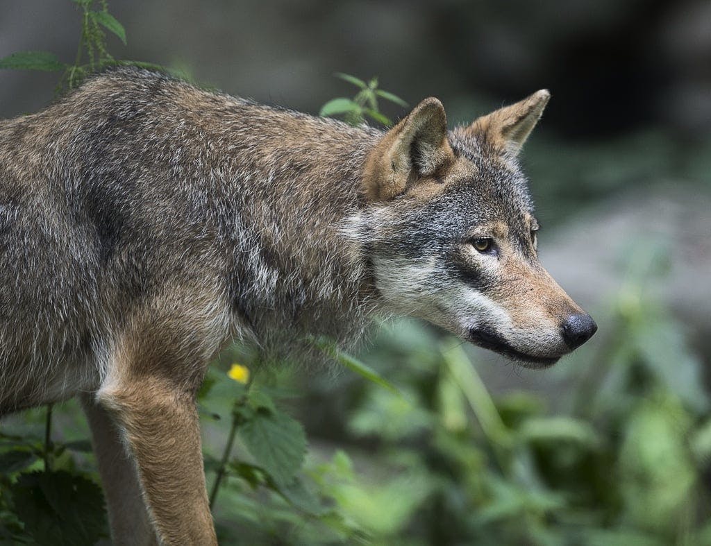 Harmful Scanian wolf being hunted in Småland