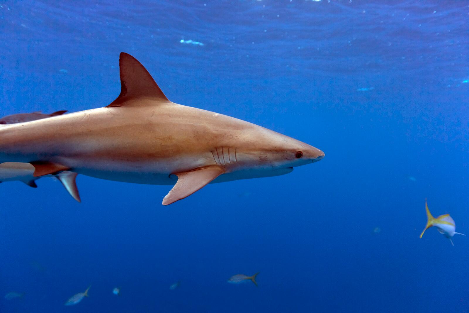 Sailor killed by shark south of the Canary Islands